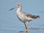 Greater Yellowlegs